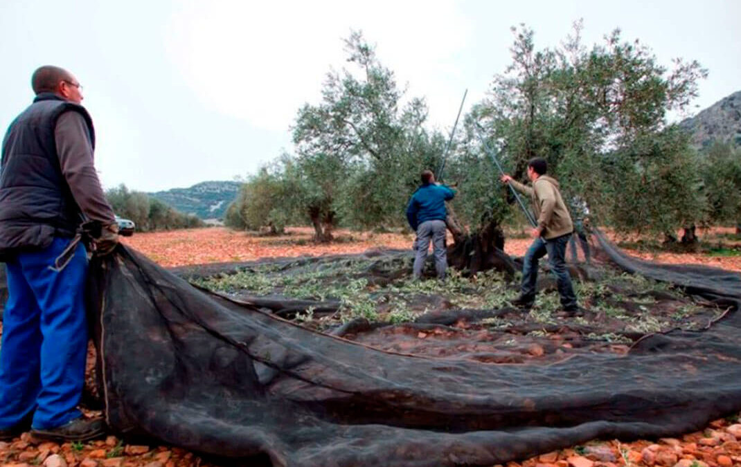 Reclaman medidas que faciliten la contratación y tramitación de mano de obra en la campaña de olivar