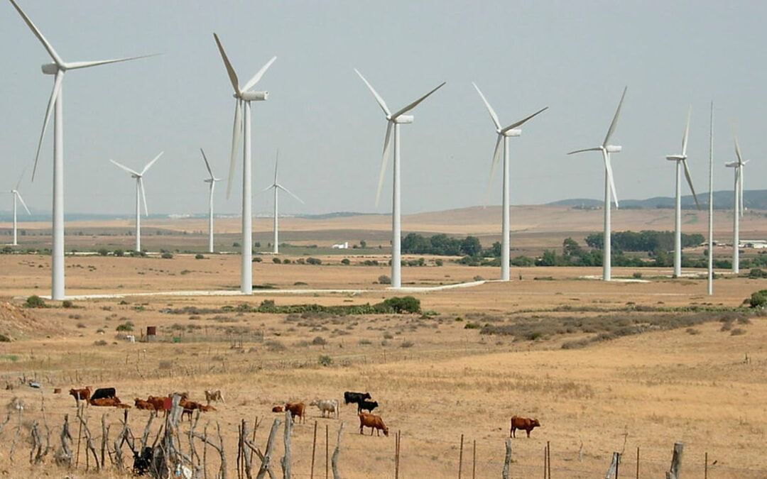 Malos vientos para el sector ganadero: Oposición a los parques eólicos por el daño que se hace a la ganadería asturiana