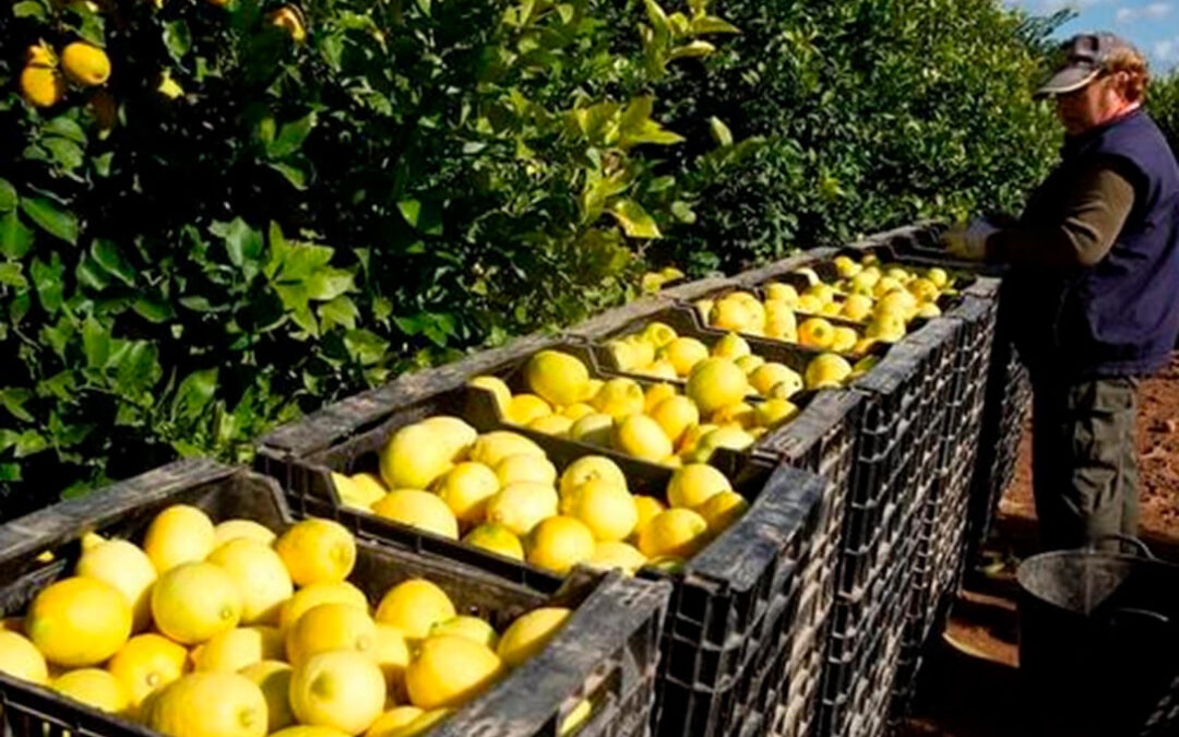 Advierten de que es muy urgente congelar la promoción del limón de Ailimpo ante la grave crisis de precios y mercados