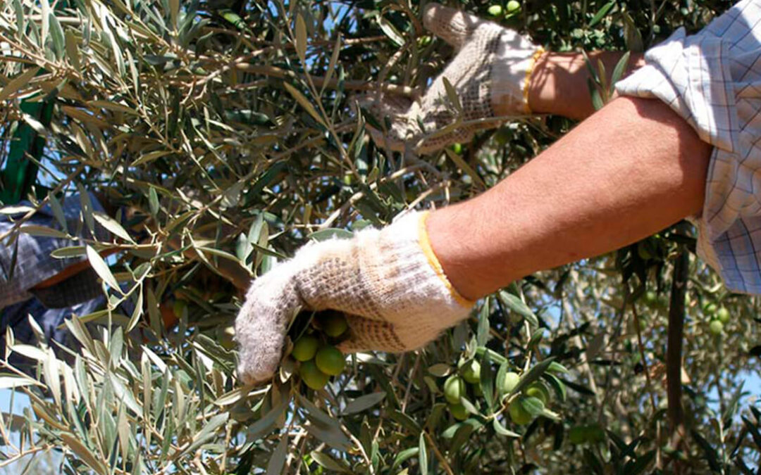 Se complica la situación en el olivar jiennense a pesar de las últimas lluvias y el aforo puede ser menor del previsto