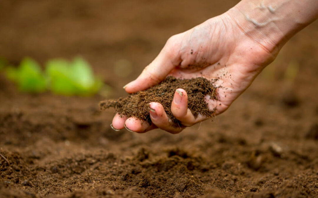 España apuesta por dejar el carbono en los suelos agrícolas como solución climática como ayudas de los ecoesquemas de la PAC
