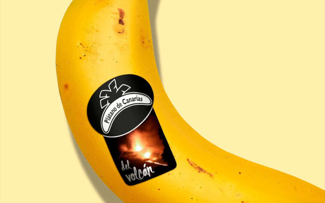 ASPROCAN lanza una etiqueta especial de Plátano de Canarias “del Volcán” para los plátanos afectados por la ceniza