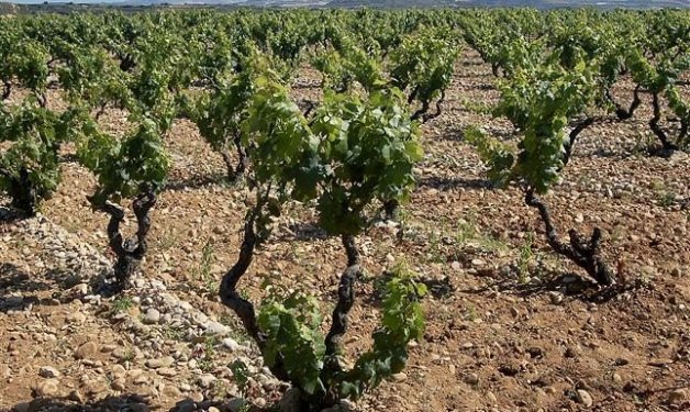 Cambio climático: El sector agrario español encara el reto y la obligación de tener que adoptar más prácticas ambientales al amparo de la PAC