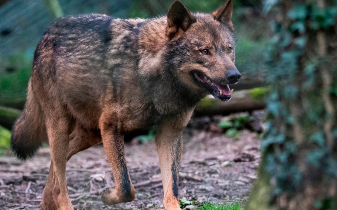 Golpe judicial a los ganaderos: La Audiencia rechaza suspender la prohibición de cazar lobos al norte del Duero