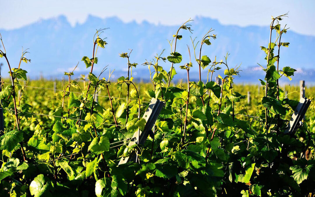 Agricultura publica en el BOE las limitaciones de nuevas plantaciones de viñedo para 2022