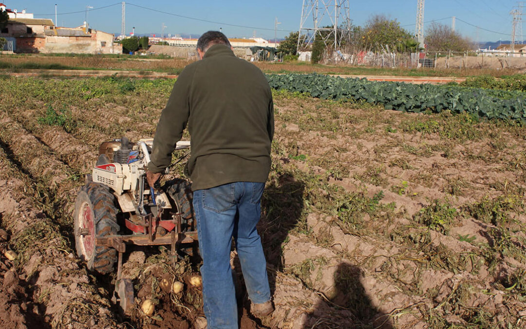 Malas noticias: 1.600 cultivadores de l’Horta se quedarán sin medio millón de euros en ayudas directas este año