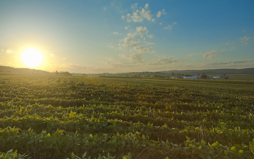 EE.UU. certifica la producción sostenible y responsable de soja para la Unión Europea