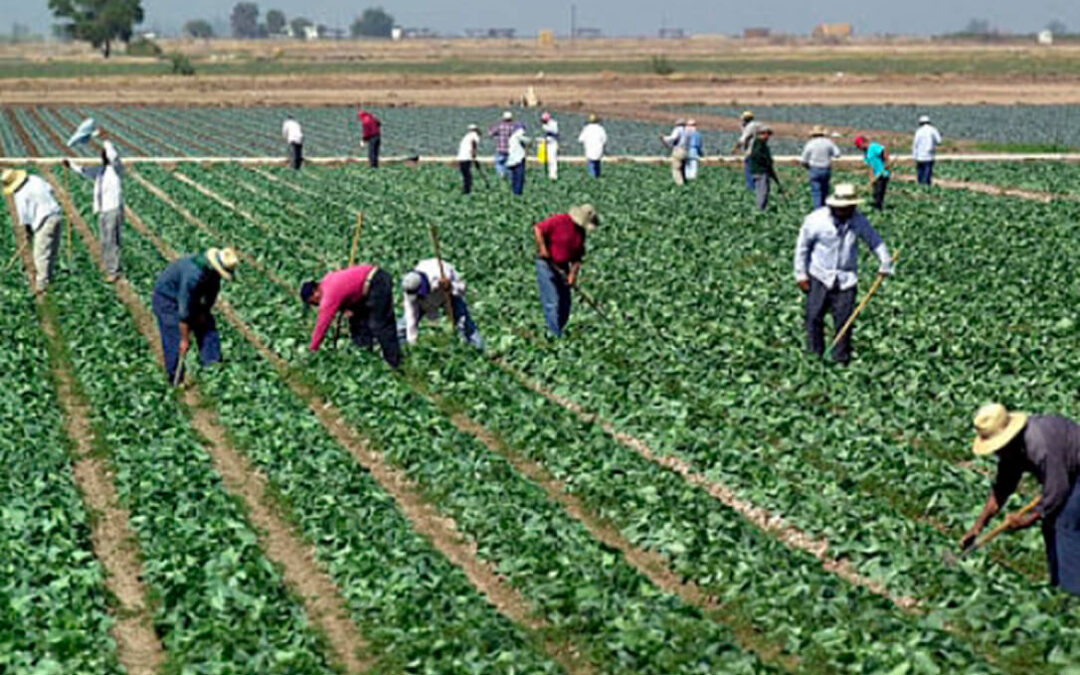 La reforma laboral da la espalda a la realidad del campo y limita el empleo en las campañas agrícolas