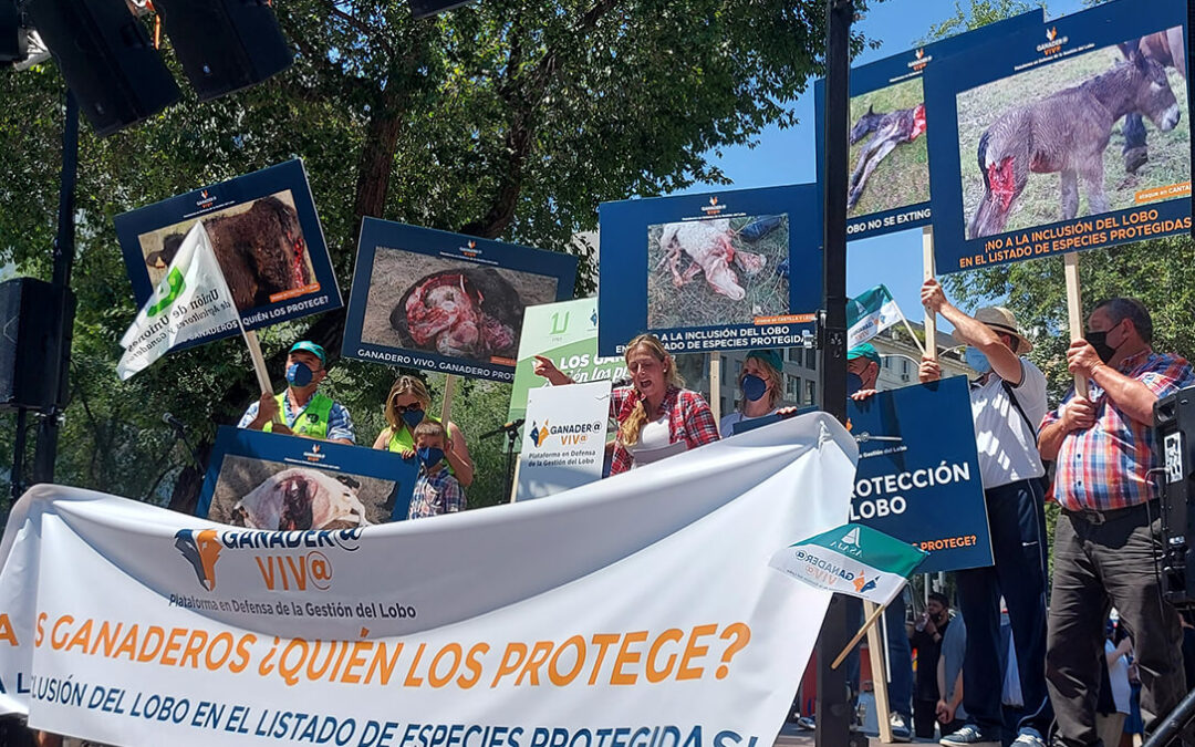 La Audiencia Nacional sigue rechazando la suspensión cautelar de la prohibición de cazar lobos, ahora en Asturias
