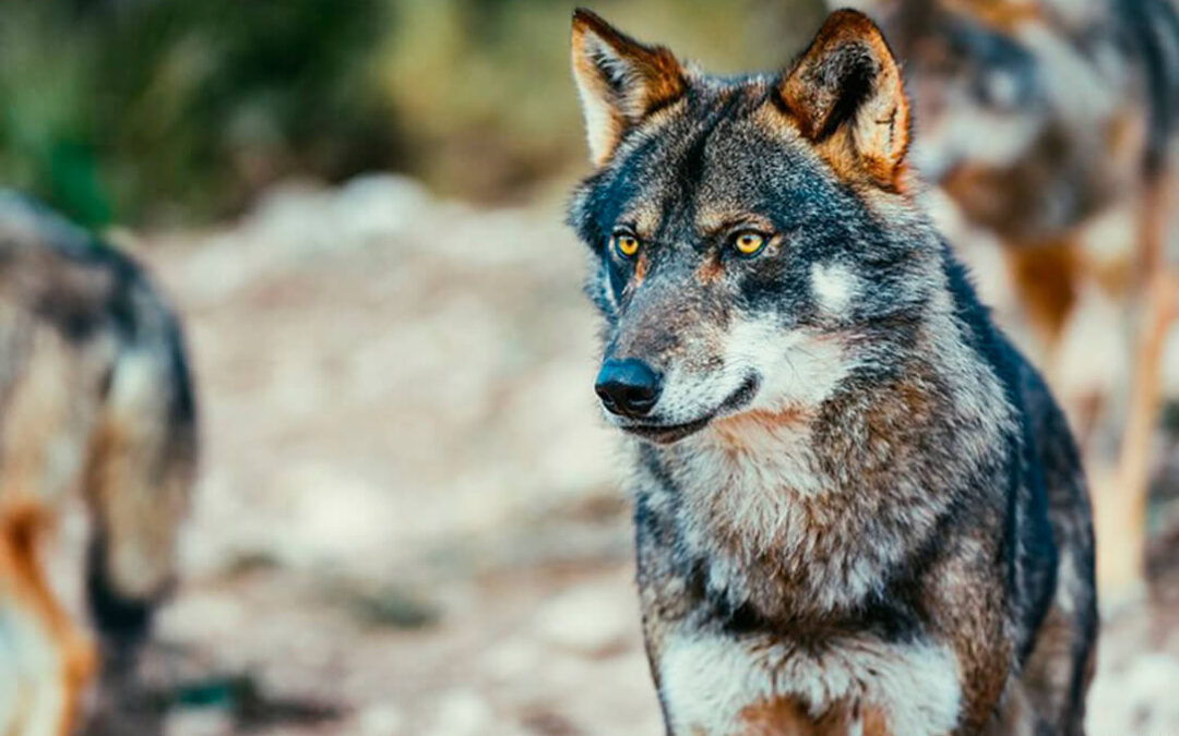 Varapalo para la ministra Ribera: La Comisión Estatal para el Patrimonio Natural rechaza el borrador del lobo y frena su aplicación