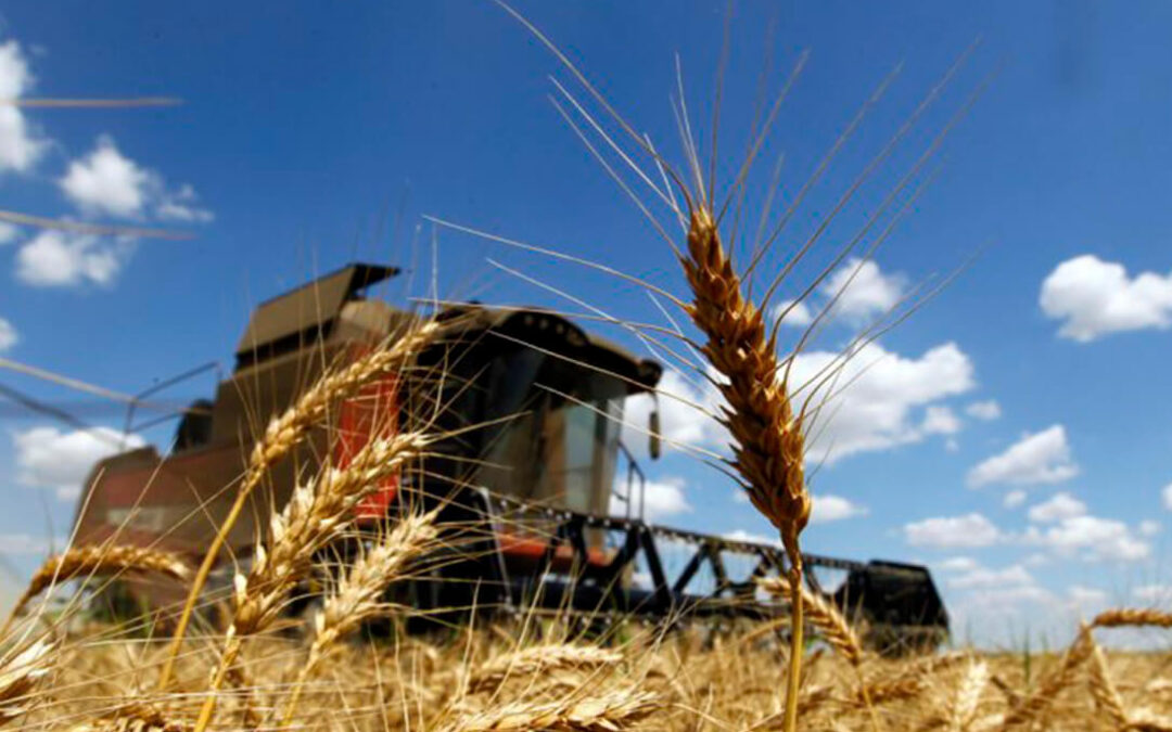 Los fondos de inversión deciden hacer caja y provocan una caída de la cotización del trigo de la lonja de León