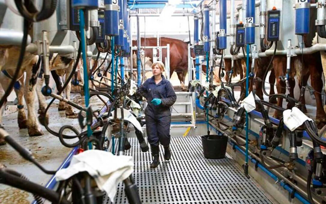 La leche sube en octubre y logra el precio más alto de los últimos cuatro años y ni aún así se cubren los costes de producción