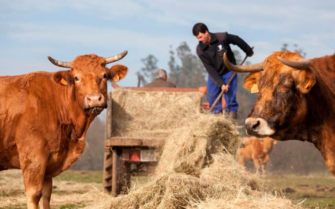 El sector ganadero y cárnico llevará ante el Parlament el tratamiento de la información sobre la producción de carne