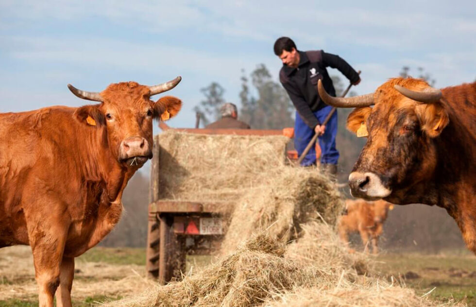 El sector ganadero y cárnico llevará ante el Parlament el tratamiento de la información sobre la