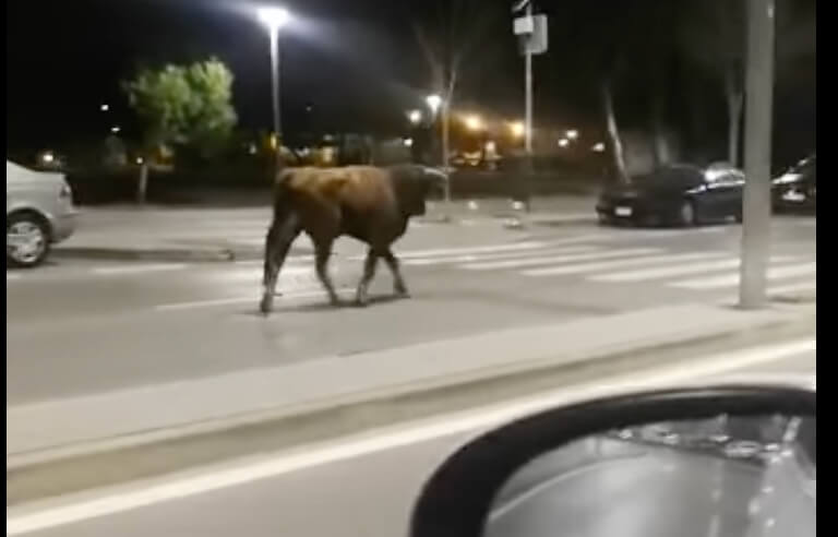 La Policía Local de Jerez abate a un toro escapado de una finca, que transitaba por la vía pública y que embistió a un coche patrulla
