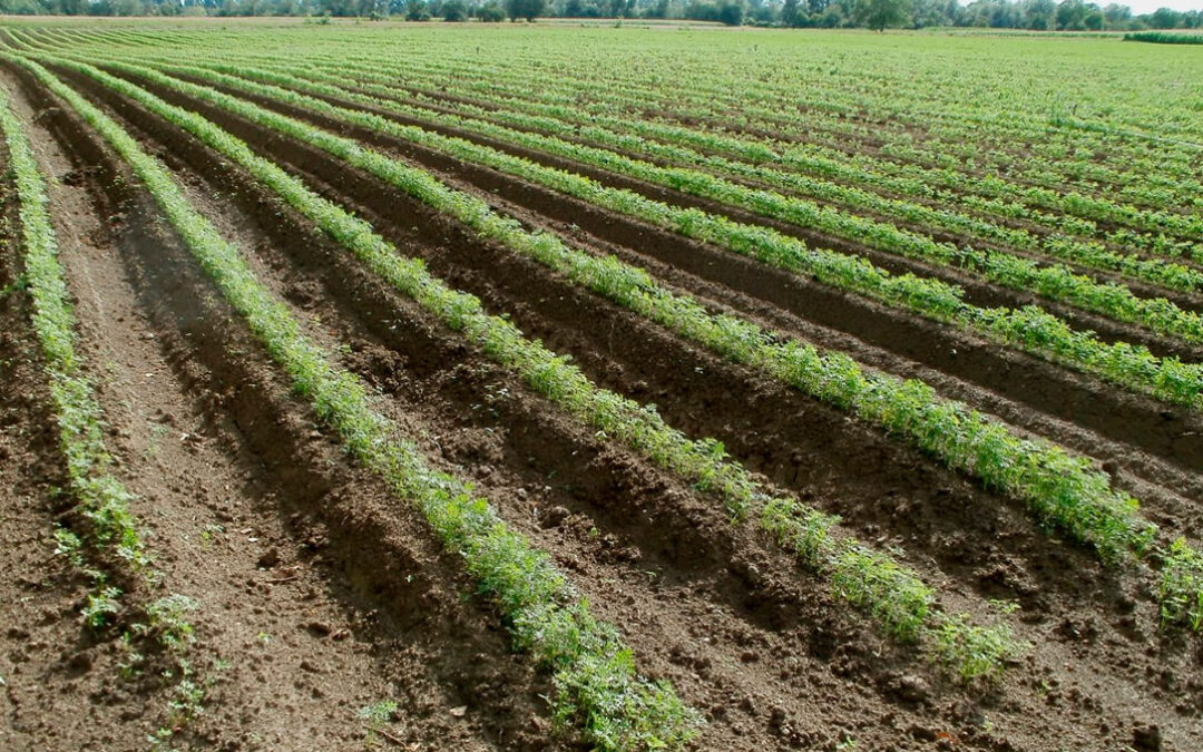 La nueva versión del decreto de nutrición de suelos agrarios aumentan los costes, la burocracia y la complejidad al sector