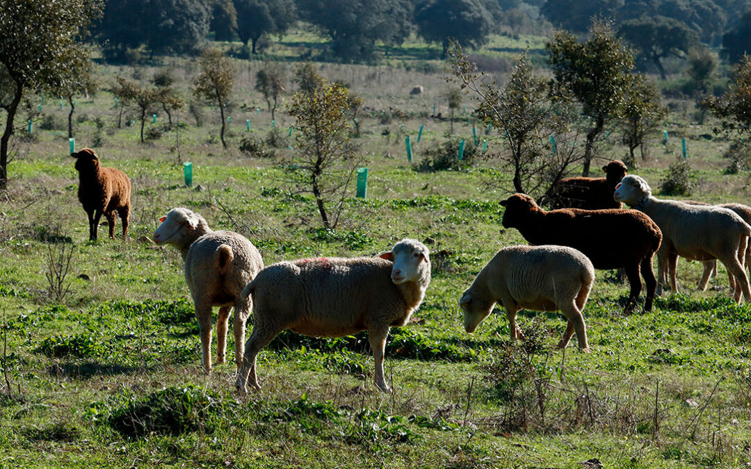 Europa reconoce los beneficios de la ganadería extensiva y la fertilización orgánica