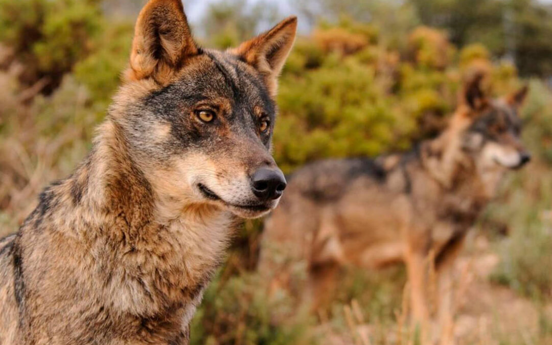 La Audiencia Nacional vuelve a admitir a trámite otro recurso contra la protección del lobo por parte del Gobierno