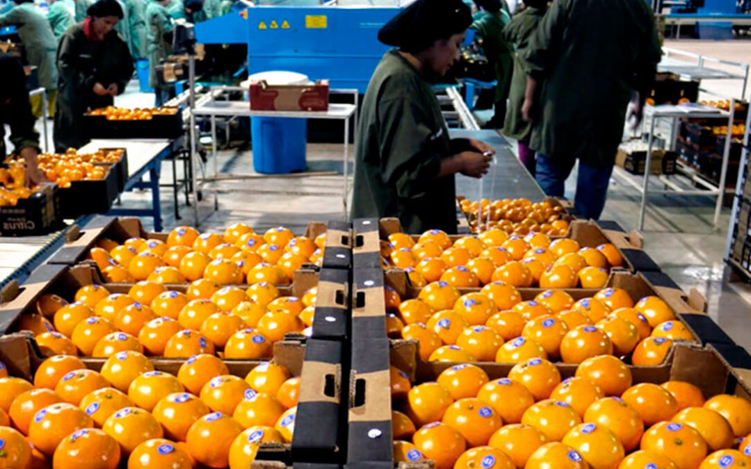 Los envíos récord de naranja sudafricana pasan factura al sector citrícola que ve cómo se hunde los precios y su rentabilidad