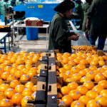 Los envíos récord de naranja sudafricana pasan factura al sector citrícola que ve cómo se hunde los precios y su rentabilidad