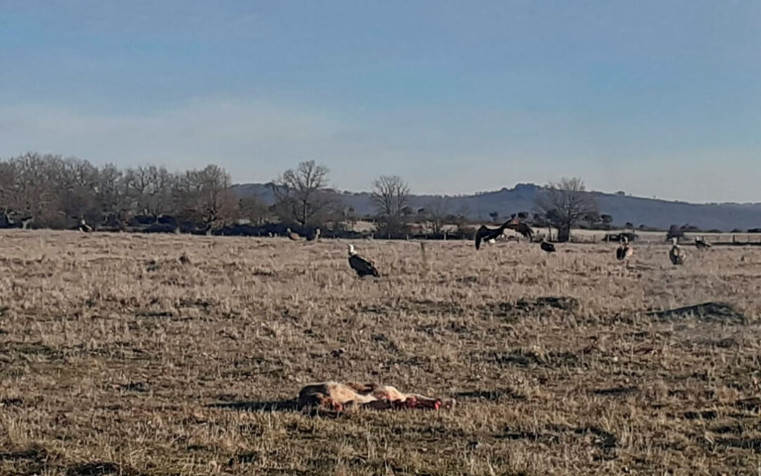 Un nuevo ataque de buitres a ganado vivo se salda con la muerte de un terneo en una explotación de Salamanca