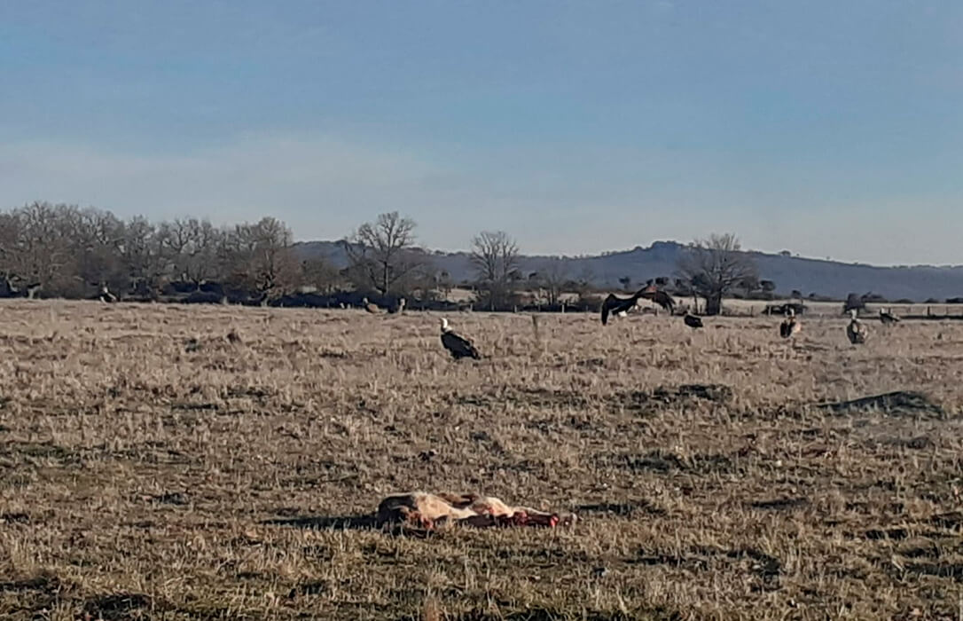 Un nuevo ataque de buitres a ganado vivo se salda con la muerte de un terneo en una explotación de Salamanca