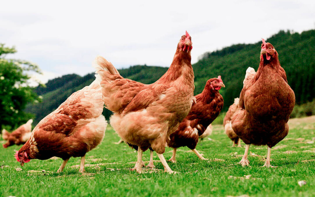 El sector avícola español se ratifica en que está preparado para responder ante la presencia de algún brote de gripe aviar