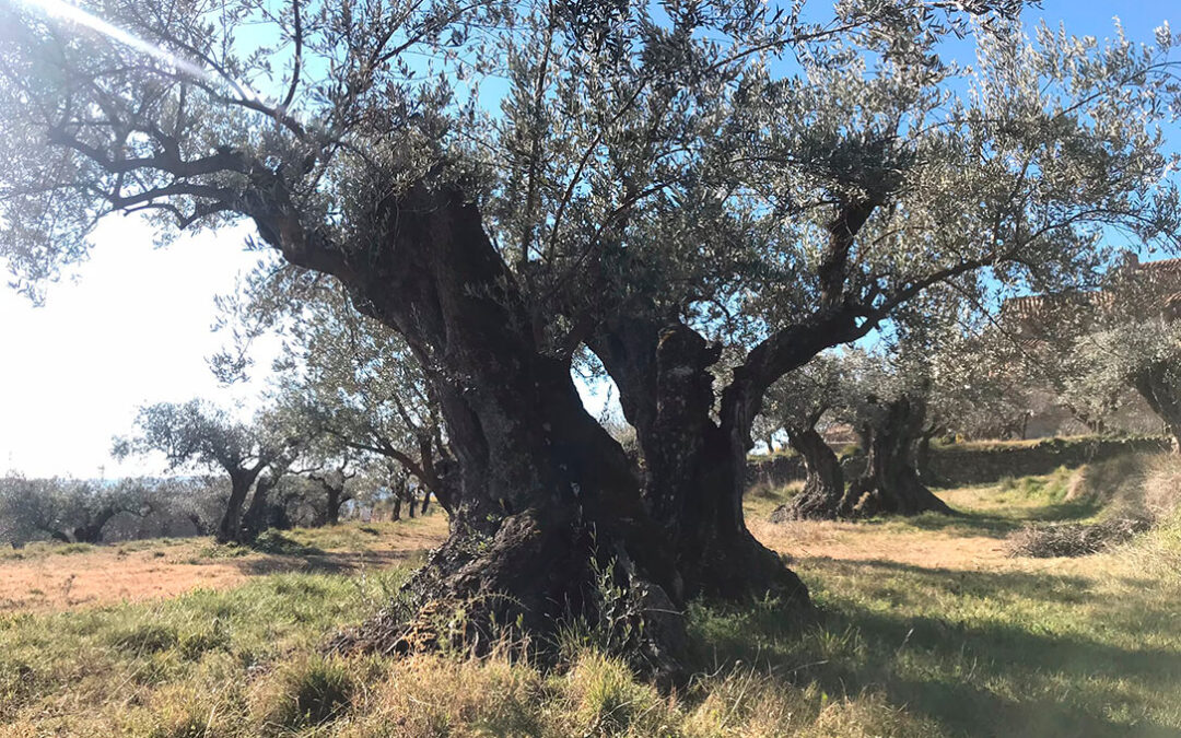 SEO/BirdLife participa en un proyecto para recuperar la biodiversidad del olivar de la Comarca del Somontano