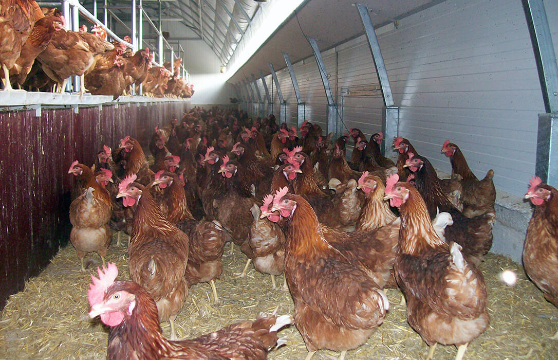 El aumento de los costes de energía pone en riesgo las granjas avícolas: Los ganaderos pierden un 30% de sus beneficios