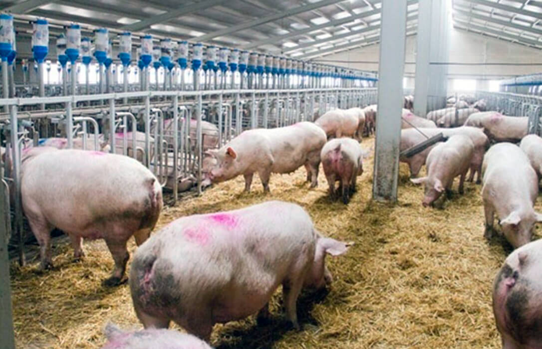 Los ganaderos piden al Gobierno y a la UE no «criminalizar» las granjas intensivas porque lo hacen «bien y son necesarias»
