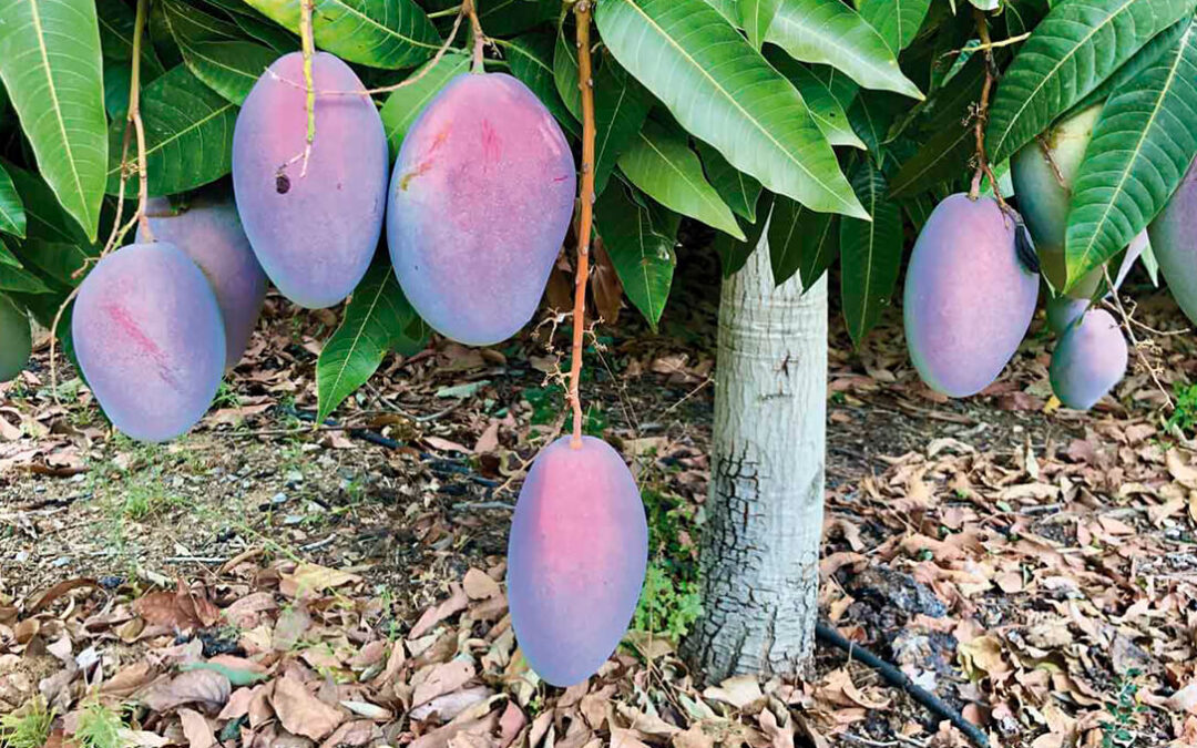 El mango orgánico nacional: Una realidad que crecerá paulatinamente por la gran demanda de los consumidores