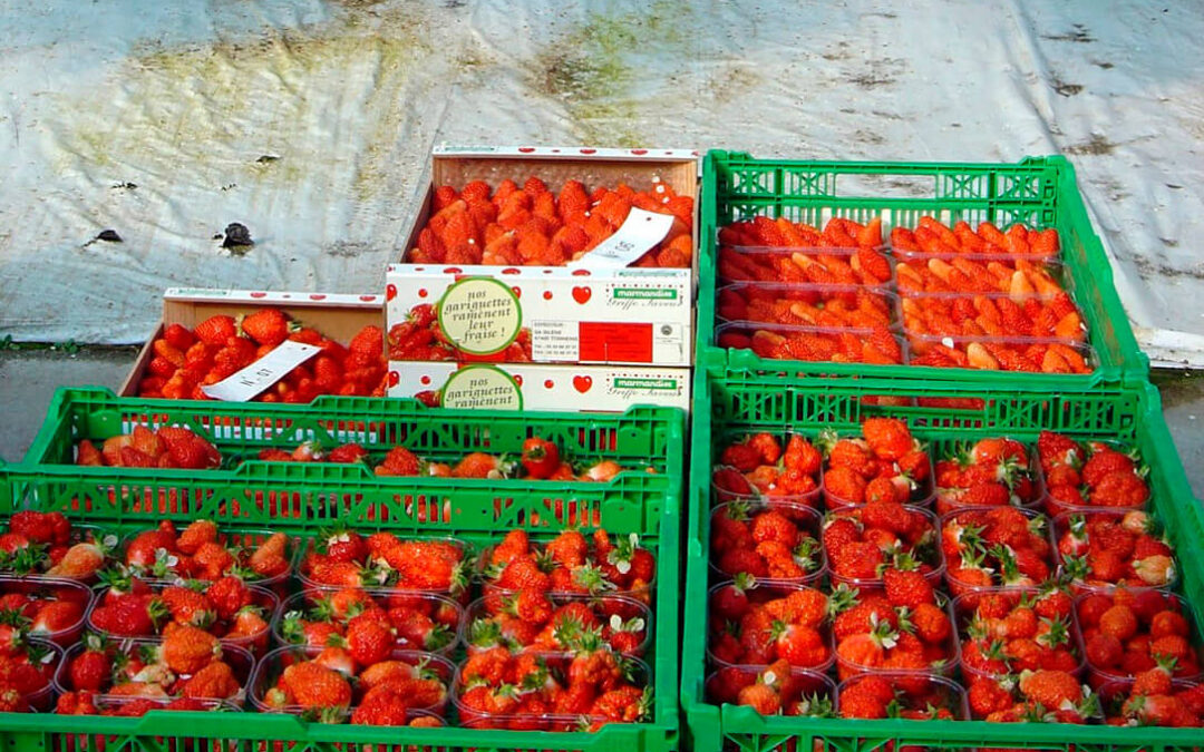 Denuncian los «abusos» con el precio de la fresa, que se sextuplican desde origen: El productor cobra 3 euros y se venden a 15 ó 20