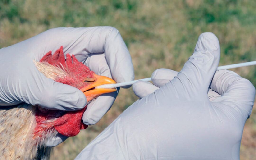 La gripe aviar entra en el debate sobre la macrogranjas: Piden un cambio radical en el modelo de producción de alimentos