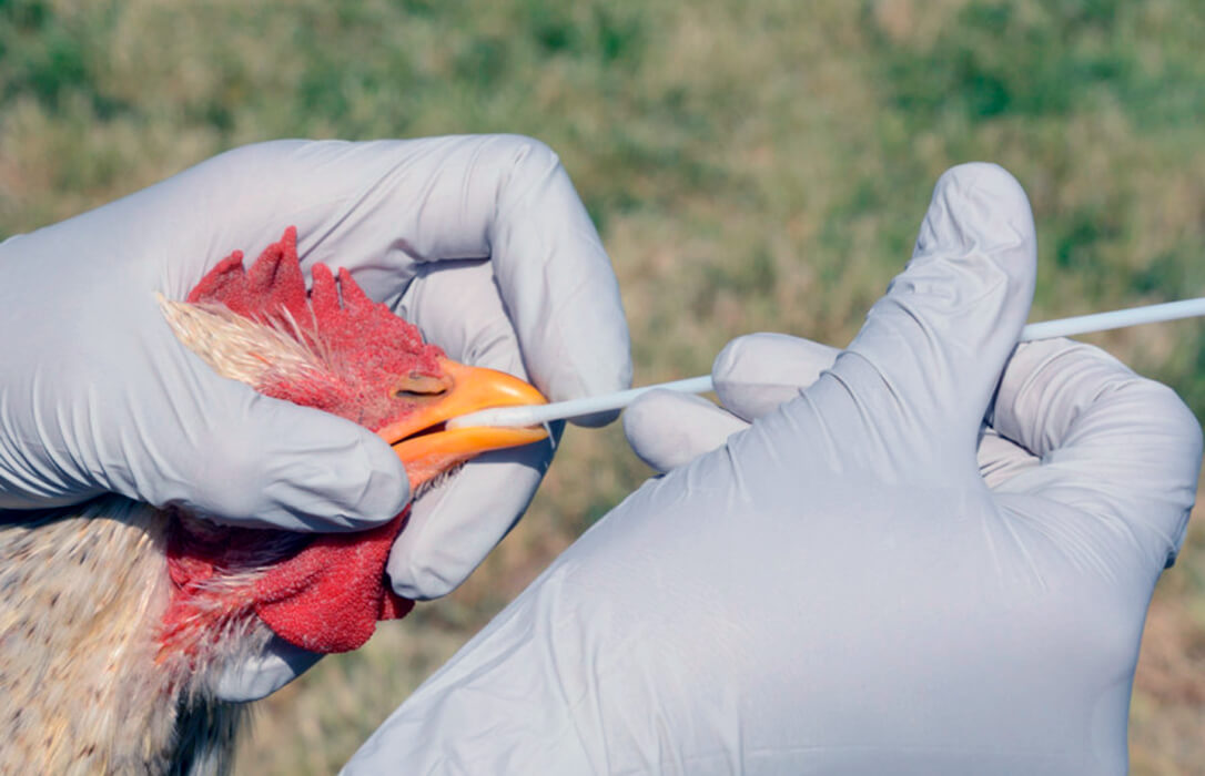 La gripe aviar entra en el debate sobre la macrogranjas: Piden un cambio radical en el modelo de producción de alimentos