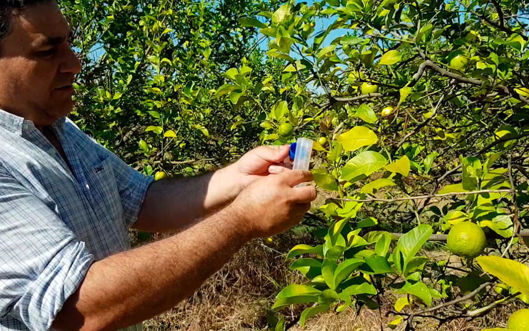 El vector del HLB Diaphorina citri se detecta en Israel y dispara las alarmas en la citricultura europea porque no hay cura