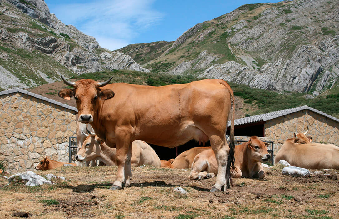 Nuevo ataque a la calidad de la carne: La Diputación de León la pone en duda en las vacas que no están inscritas en libros genealógicos