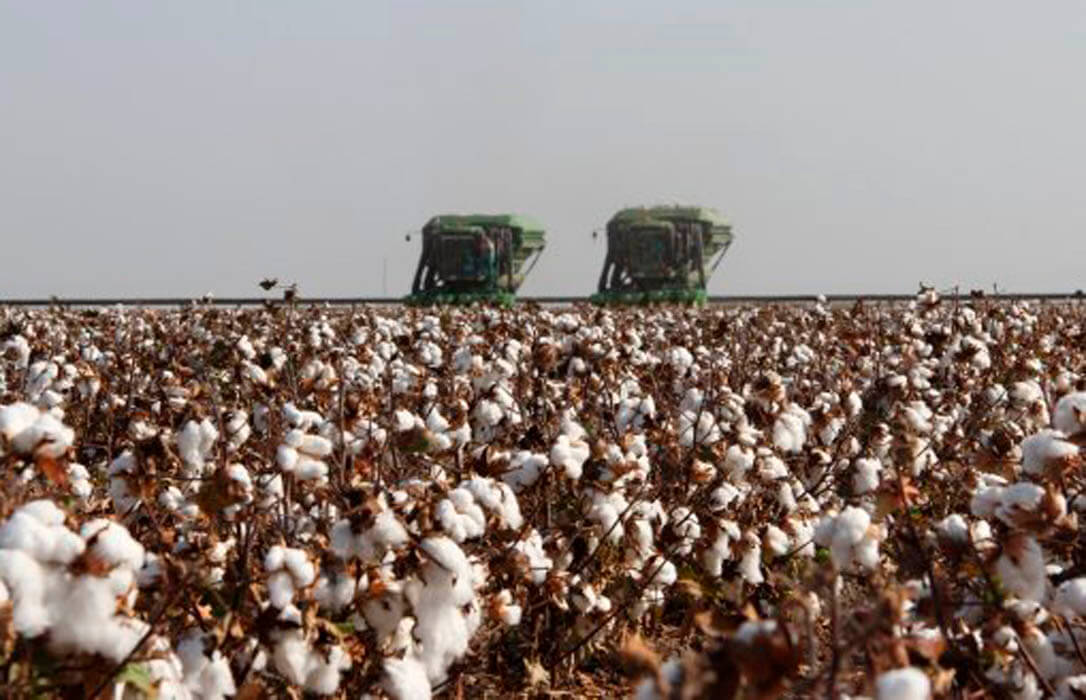 Publicada la orden para el pago específico al cultivo del algodón de la PAC, que será de 1.241,555 euros por hectárea admisible