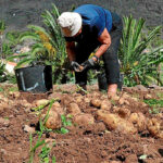 Pacto Verde Europeo: Agricultores y cooperativas recelan de la nueva política alimentaria de la UE ante la nueva PAC