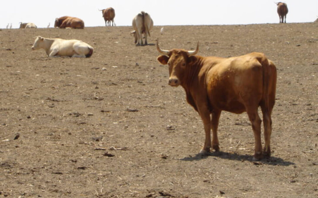 El sector no aguanta más y lanza un SOS: El «ganado no tiene qué comer y los piensos están por las nubes”