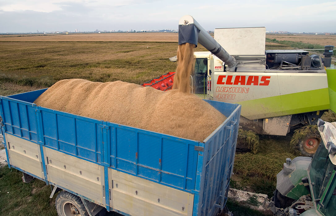 El conflicto prebelico en Ucrania ha disparado un 10% el precio internacional del trigo en solo una semana
