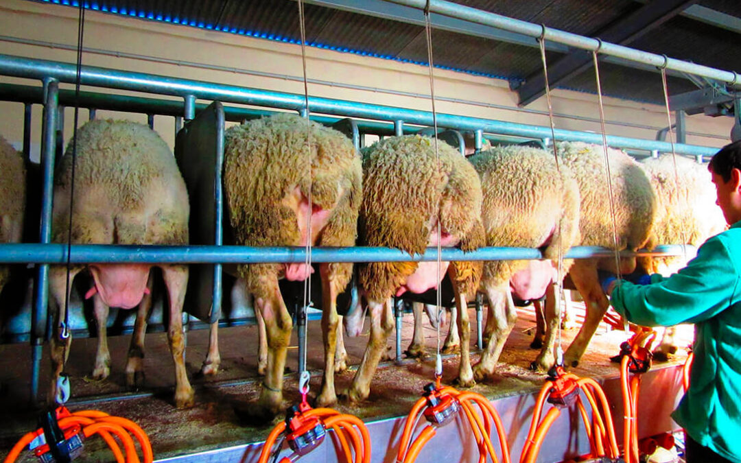 El ovino de leche, contra las cuerdas: Sus costes de producción suben un 22% y la industria solo incrementa un 8% los precios