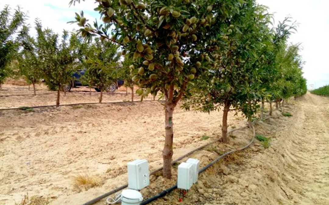 Un estudio revela que la restricción total de riego por la sequía amenazaría a las plantaciones de almendros
