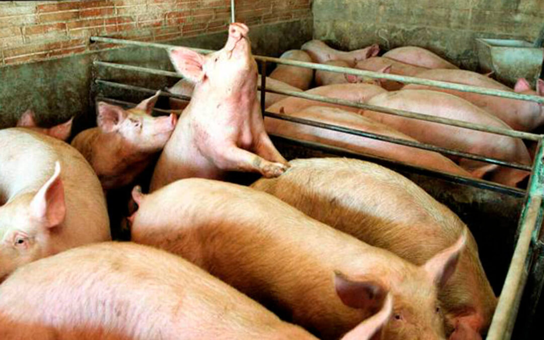 La peste porcina se extiende por Europa y se urge al Ministerio a incrementar las medidas activas contra la PPA