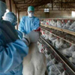 La influenza aviar: Piden cambiar el criterio de referencia autonómica por otro más real en la  contratación del seguro
