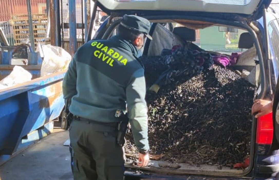 Detenidos dos vehículos con una carga aproximada de unos 1.000 kilos de aceitunas ecológicas robadas
