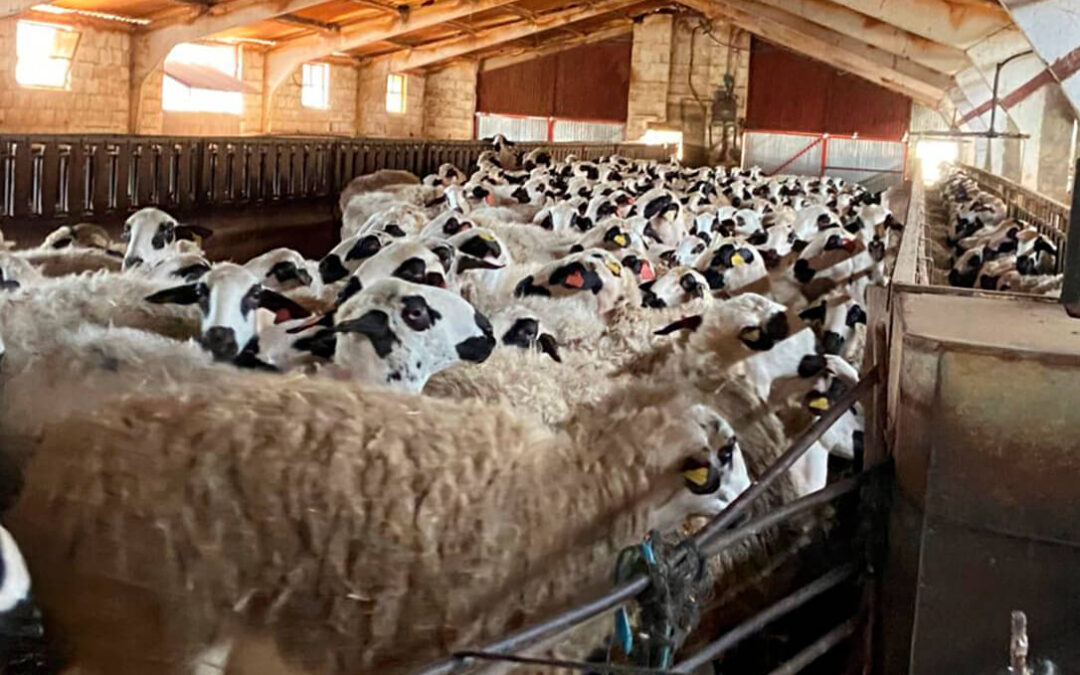 Respaldo cooperativo a las movilizaciones ganaderas en defensa de unos precios justos para la leche y especialmente la de ovino