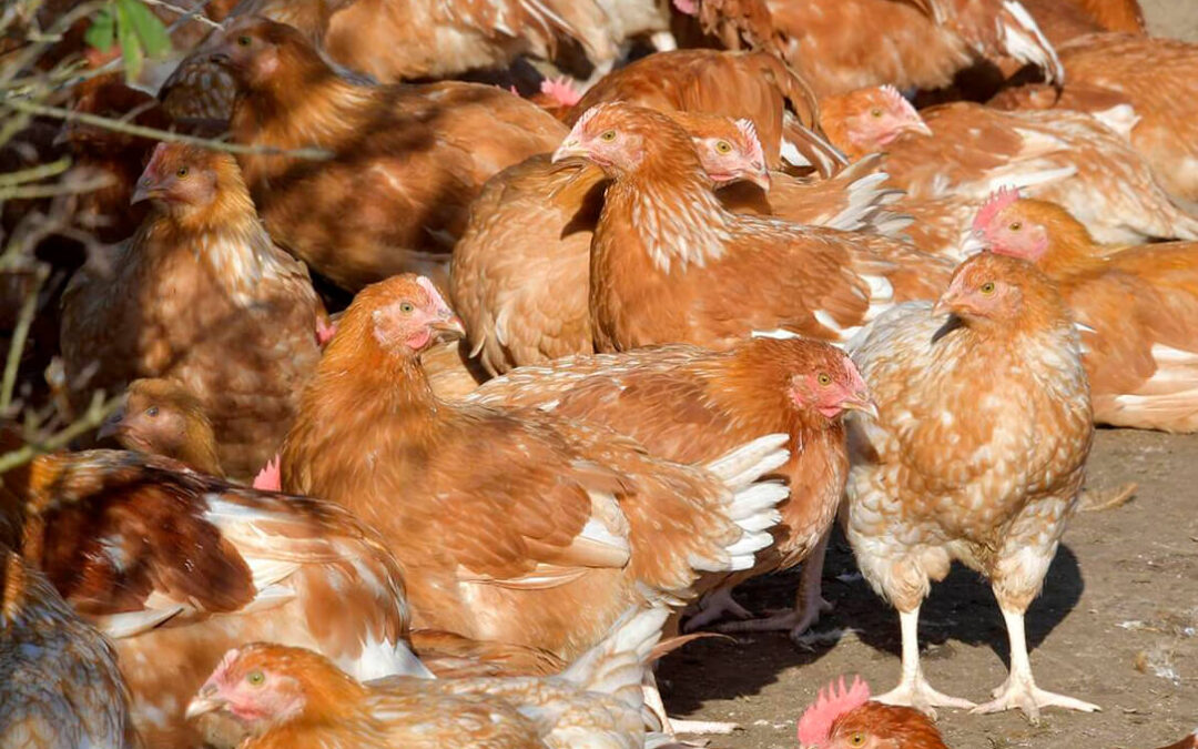 Francia quiere imponer a Europa la necesidad de vacunar a los animales… pero solo de la gripe aviar