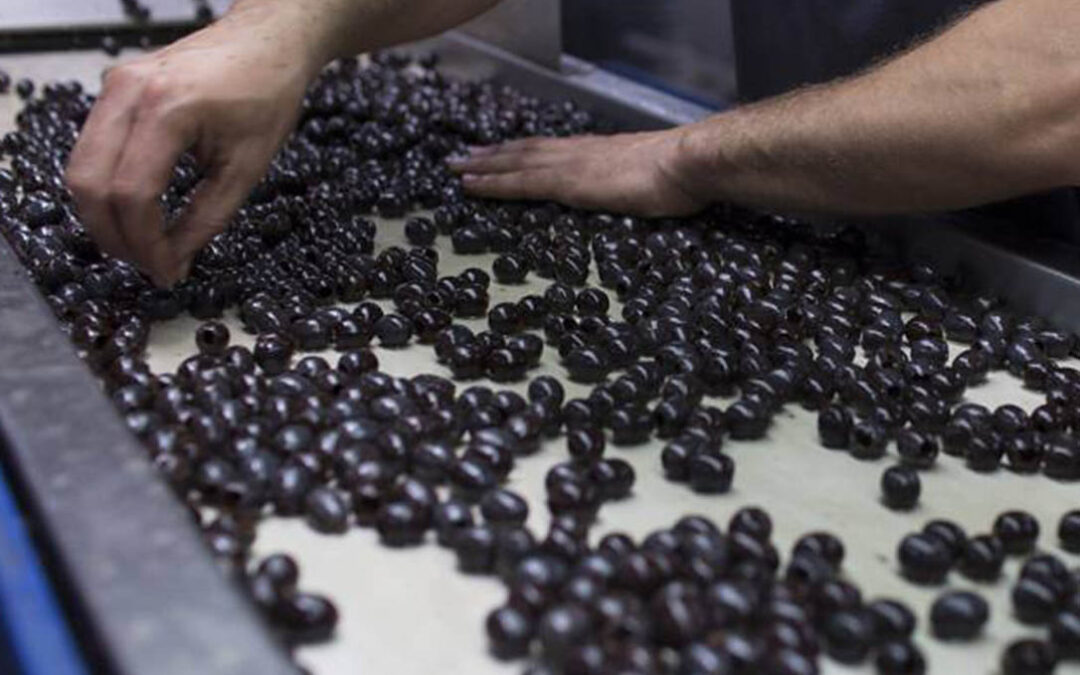 Los productores de aceituna negra han perdido más de 150 millones de euros por culpa de los aranceles de EEUU