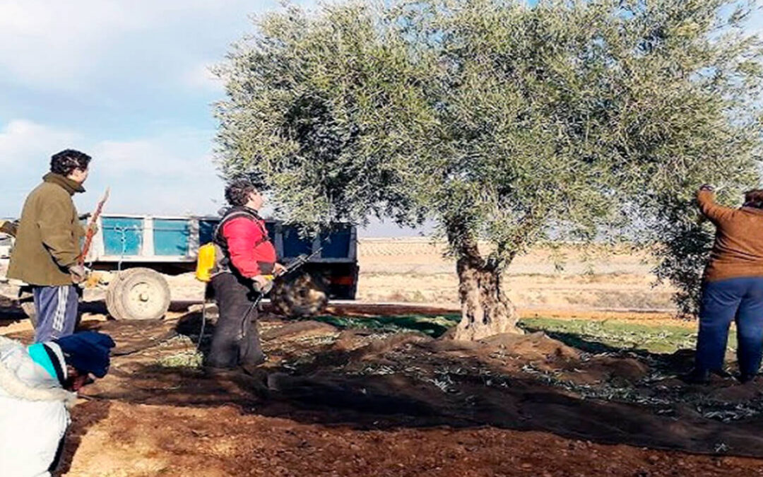 Denuncian que la ayuda específica al olivar tradicional de Castilla-La Mancha no irá al agricultor y favorece al intensivo