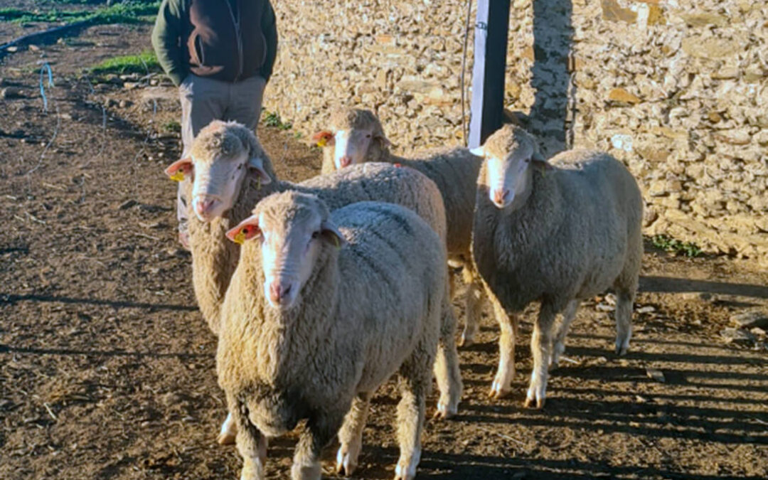 Vendidos los primeros carneros merinos australianos en España tras un proyecto de mejora genética de la de la raza merina